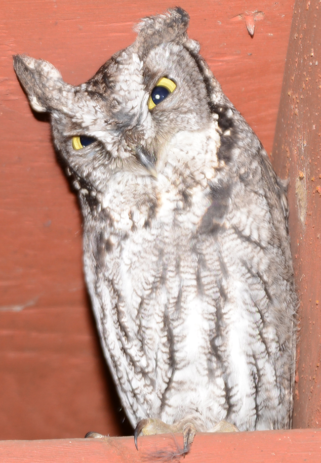 Owl in Shasta County