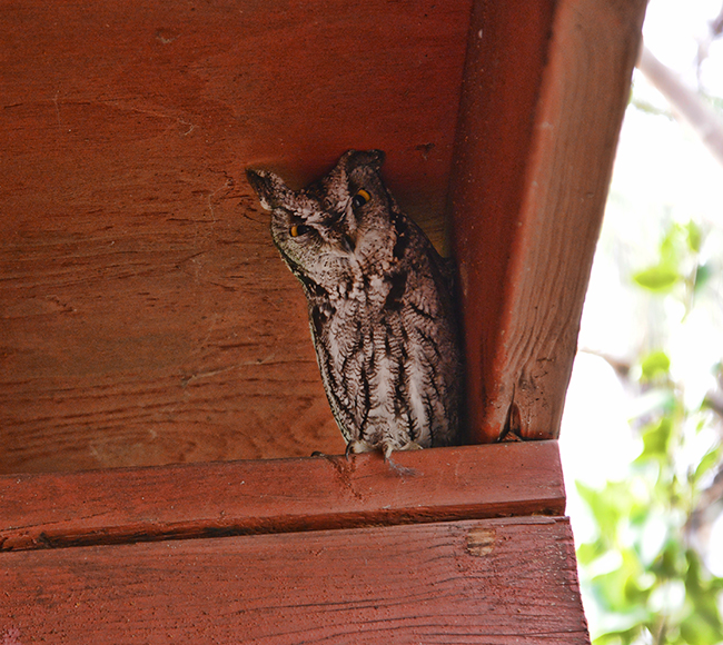 Owl in Redding