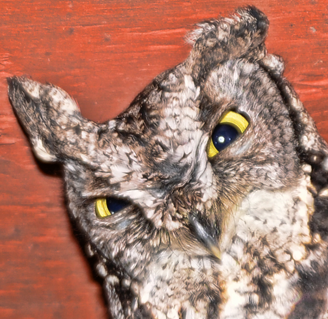 Owl in Redding Ca