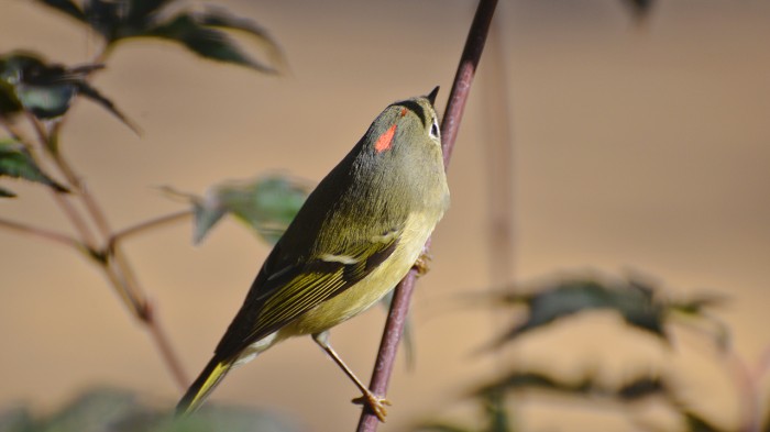 Green bird with red topknot2-1280px