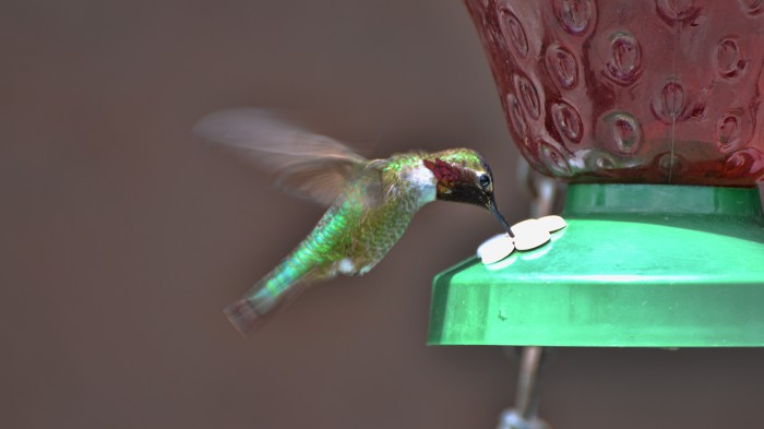 Ono humingbird