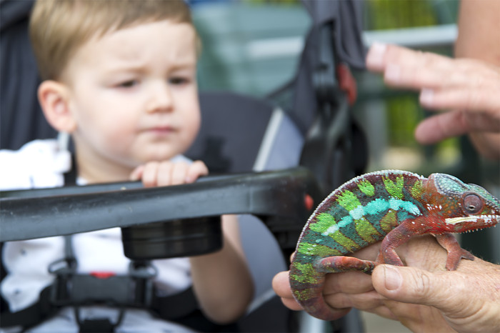 Panther Chameleon