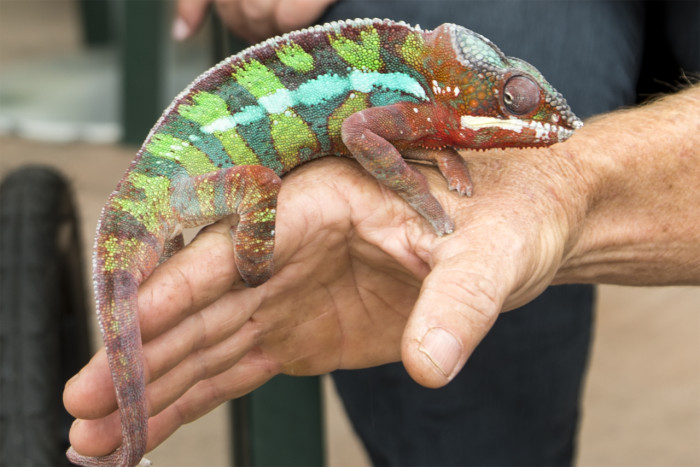 Panther Chameleon3