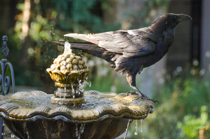 Crow Fountain