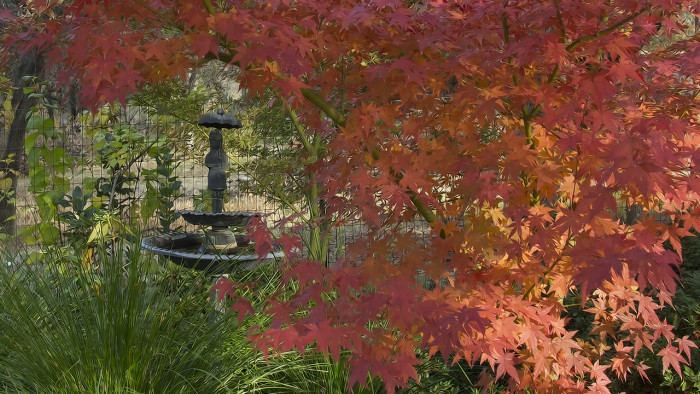 Red Maple stylized