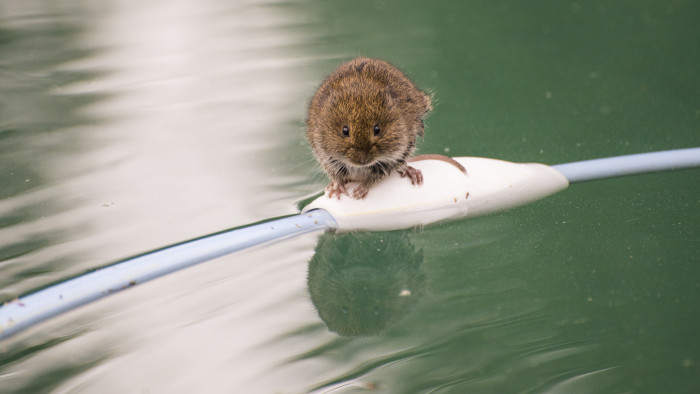 Mouse in pool