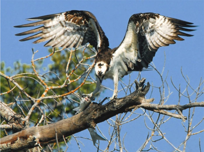 Duckworth Osprey