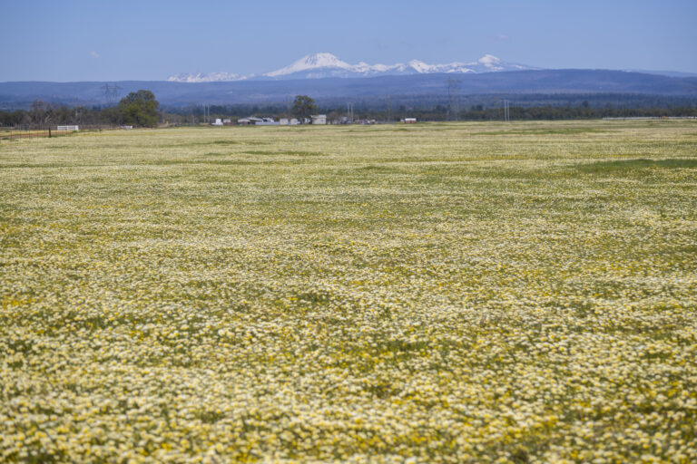 View of Superbloom 2023 near Redding CA with Mt lasen in background